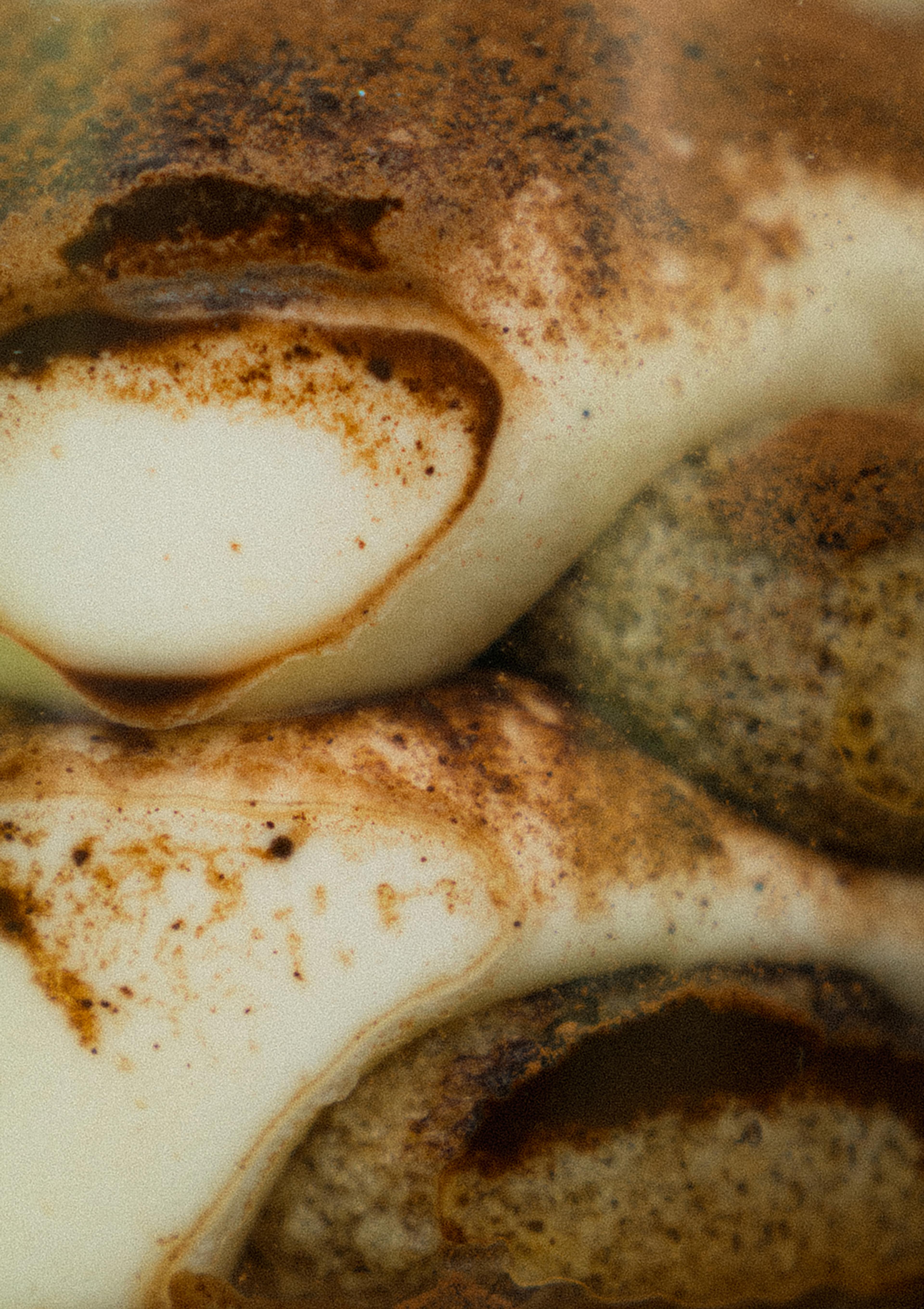 Tiramisu cross-section macro